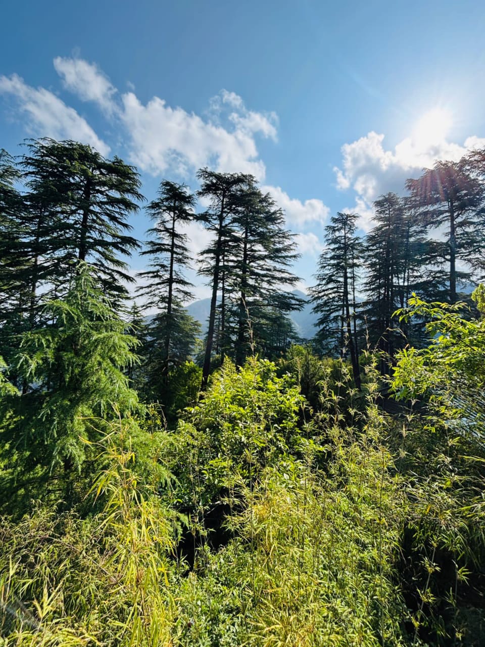 WhatsApp Image 2025-09-28 at 9.59.59 PM