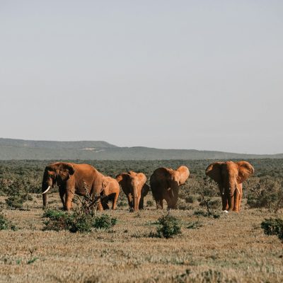 Raja ji National Park